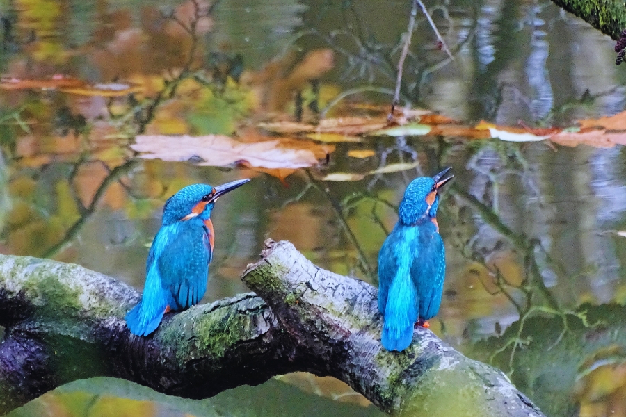 A Road Trip to Galibi Nature Reserve in Suriname