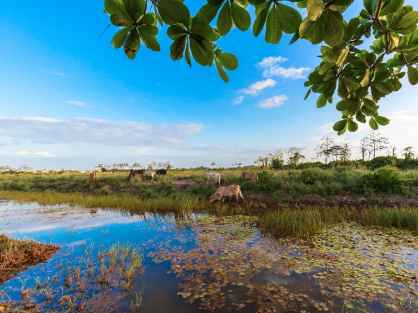 Explore the Nature Reserves and Parks in Suriname by Car