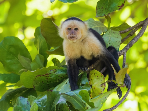 Ultimate Travel Guide to Peperpot Nature Park in Suriname