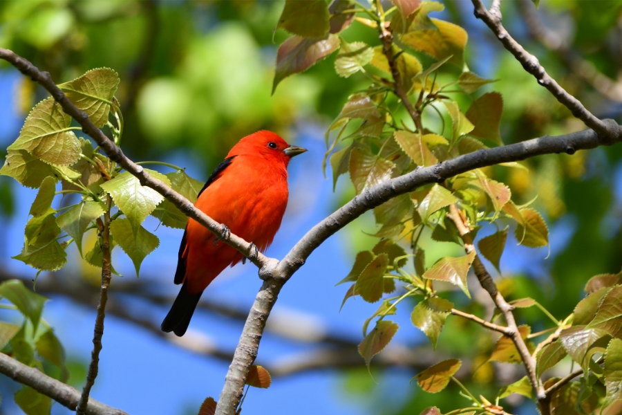 Ultimate Travel Guide to Peperpot Nature Park in Suriname